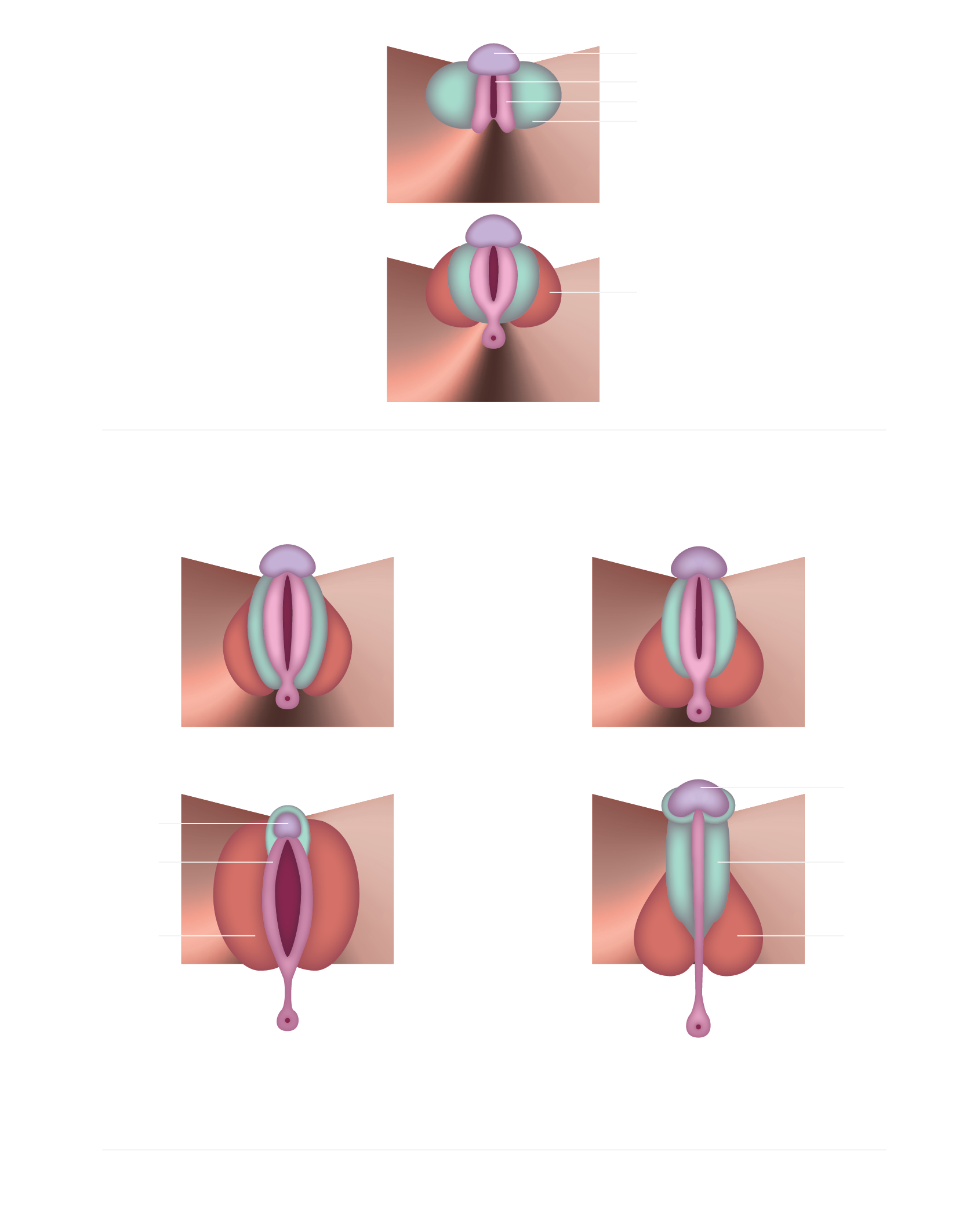 clitoris Reproductive System